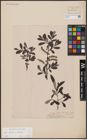 Foto von Salix aurita L. x Salix eleagnos Scop.